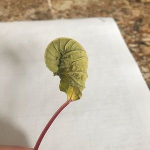 Meet your Posher, Mariah